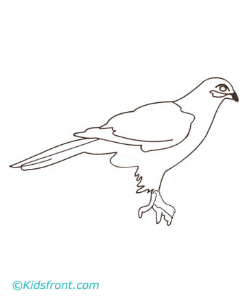 Falcons Coloring Pages