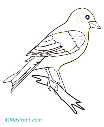 Drawings Of Finches