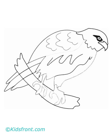 draw a hawk