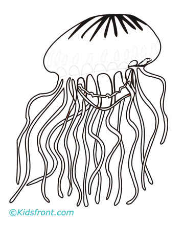 Fish Coloring Pages on Jelly Fish Coloring Pages Printable