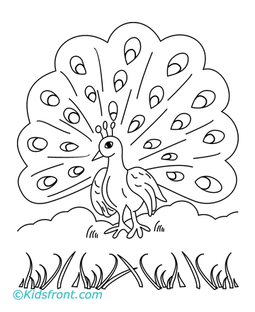 Coloring Pages  Kids on Coloring Peacock Page For Kids
