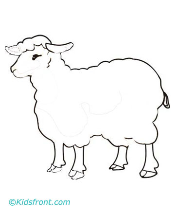 Drawing Sheep