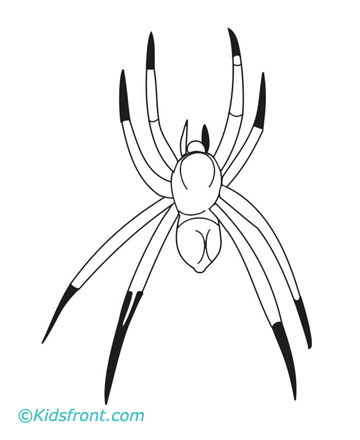 Spider Coloring Pages on Print Spider Coloring Pages