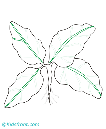 Spinach Coloring Pages Printable